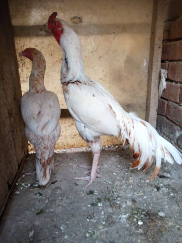 pure aseel beautiful pair for sale 1