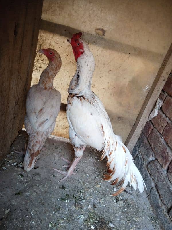 pure aseel beautiful pair for sale 2