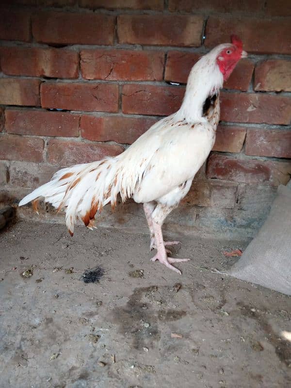 pure aseel beautiful pair for sale 5