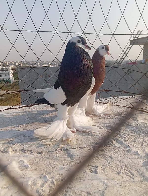 Magpie Balloon Pigeon 0