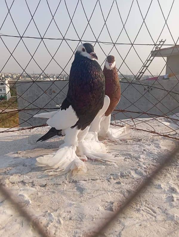 Magpie Balloon Pigeon 2