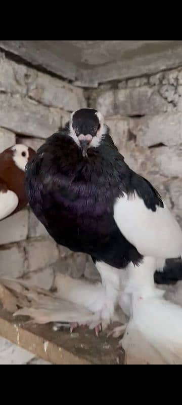 Magpie Balloon Pigeon 3