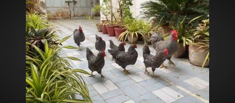 Barred Plymouth Rock Chicken 0