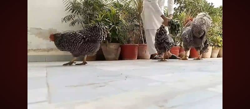 Barred Plymouth Rock Chicken 3