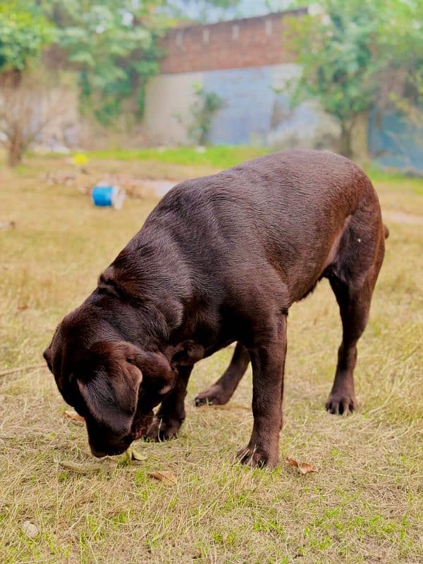 Labrador retriever Male Dog 0