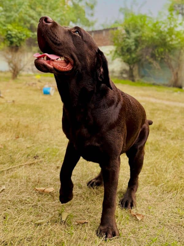 Labrador retriever Male Dog 1