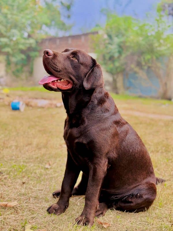 Labrador retriever Male Dog 2