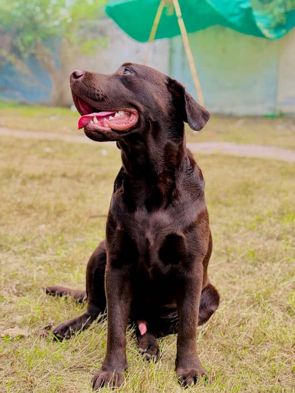 Labrador retriever Male Dog 3