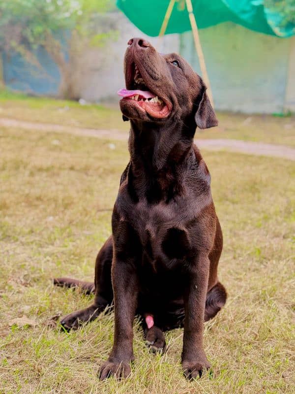 Labrador retriever Male Dog 5