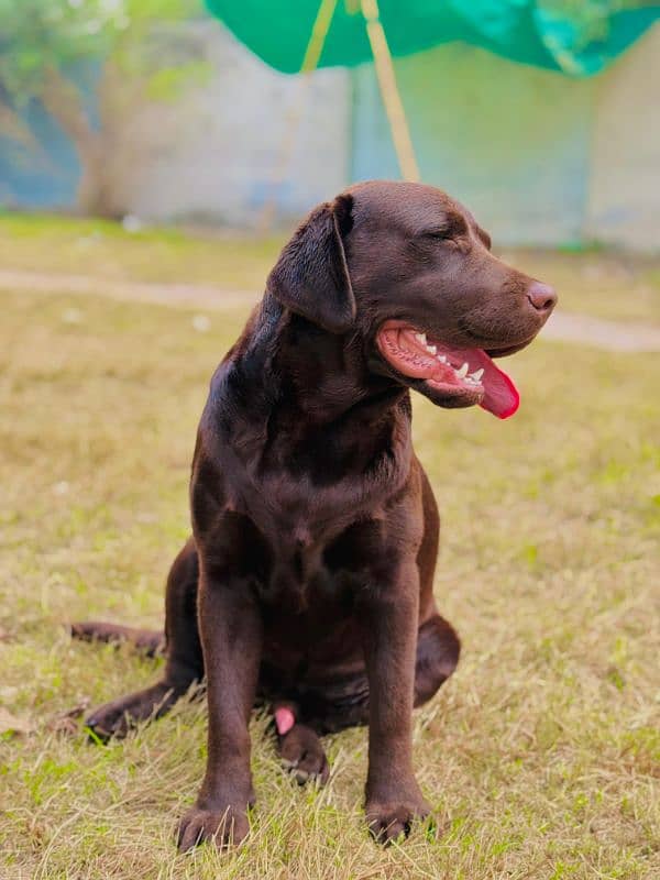 Labrador retriever Male Dog 6