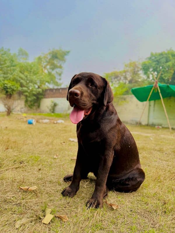 Labrador retriever Male Dog 7