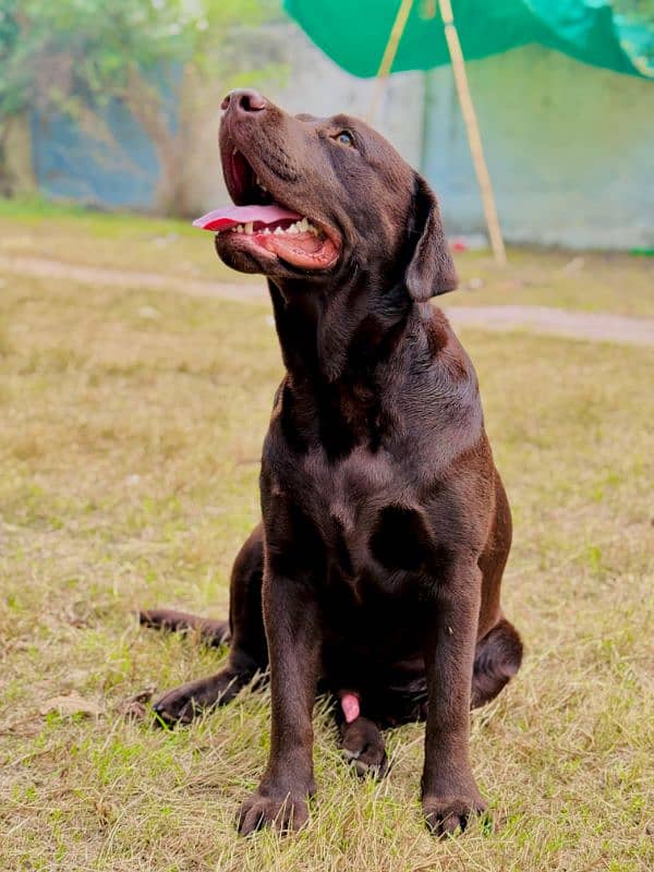 Labrador retriever Male Dog 8