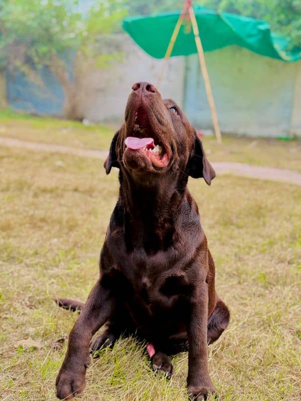 Labrador retriever Male Dog 9