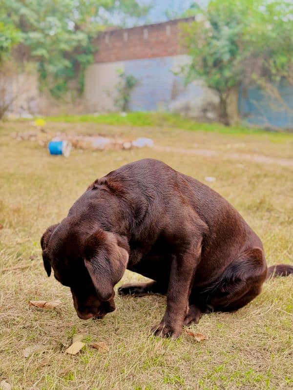 Labrador retriever Male Dog 10