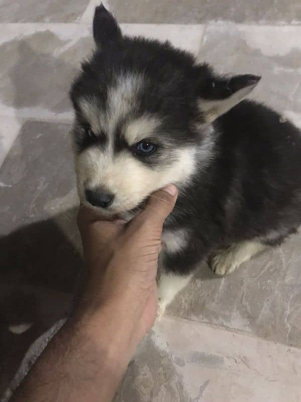 50 days old male Siberian husky puppy 0