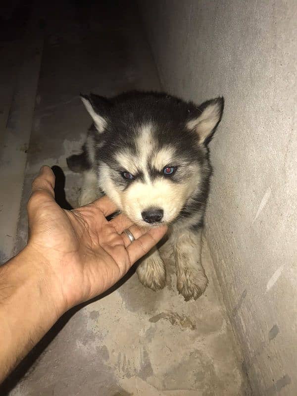 50 days old male Siberian husky puppy 1