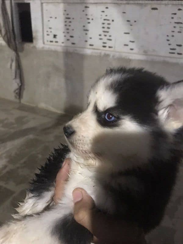 50 days old male Siberian husky puppy 2