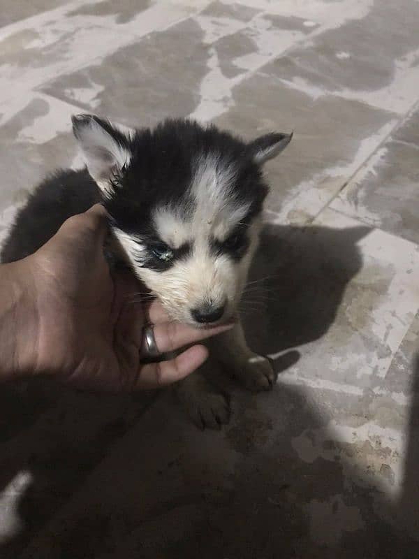 50 days old male Siberian husky puppy 3