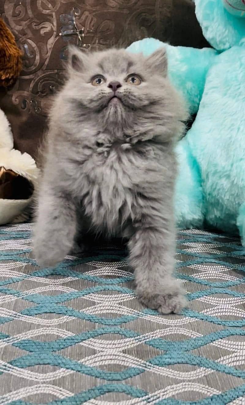 HIGHEST QUALITY triplu coated punch face cutest kitten smokey color 0