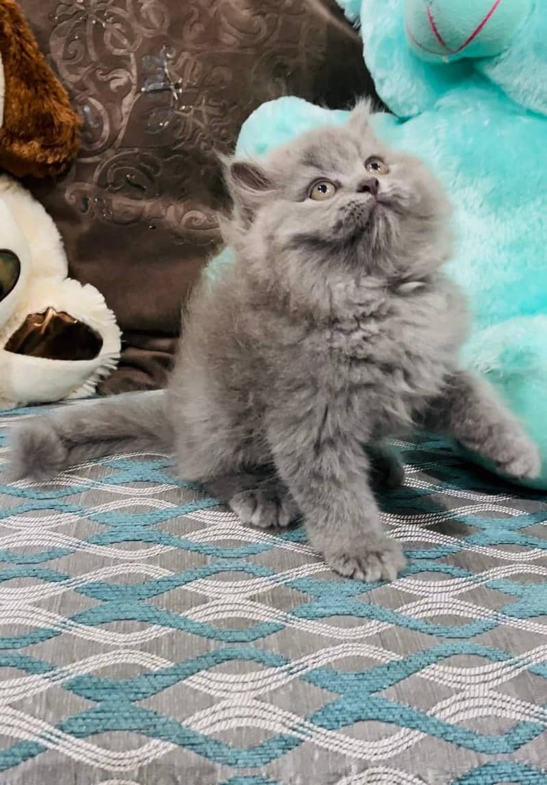 HIGHEST QUALITY triplu coated punch face cutest kitten smokey color 3