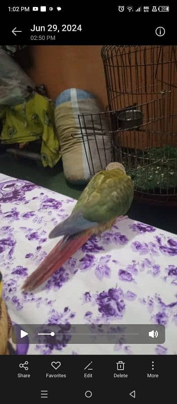 pineapple conure high red factore hand tame 2