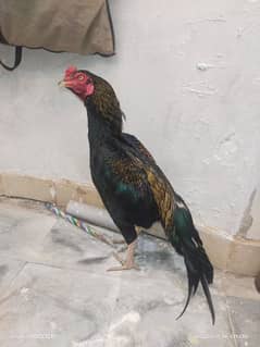 one male to female beautiful  Bird 03150149856