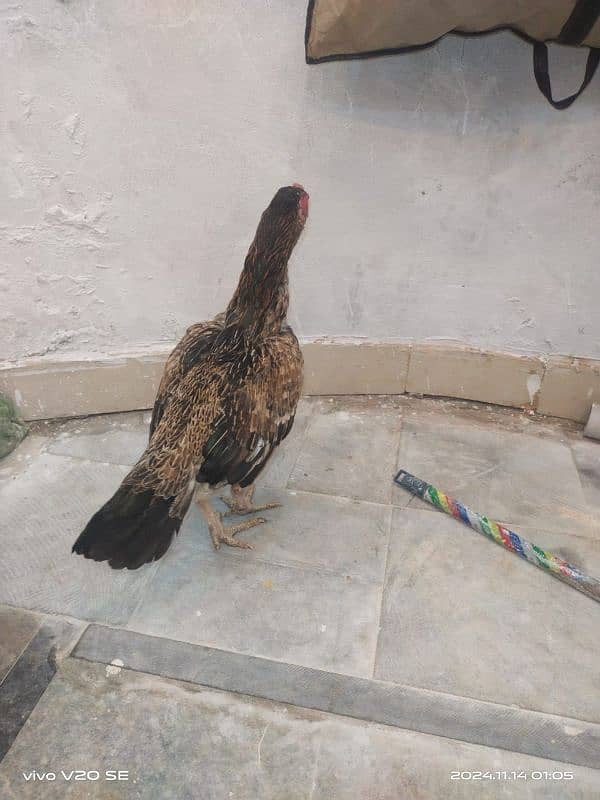 one male to female beautiful  Bird 03150149856 4