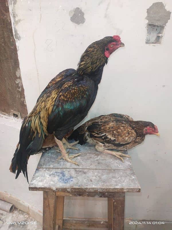 one male to female beautiful  Bird 03150149856 5