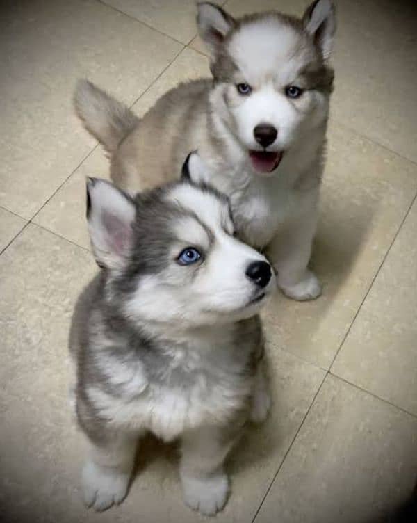 husky pups available wooly coat blue eyes 0