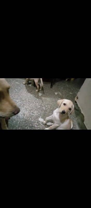 Labrador puppies 2