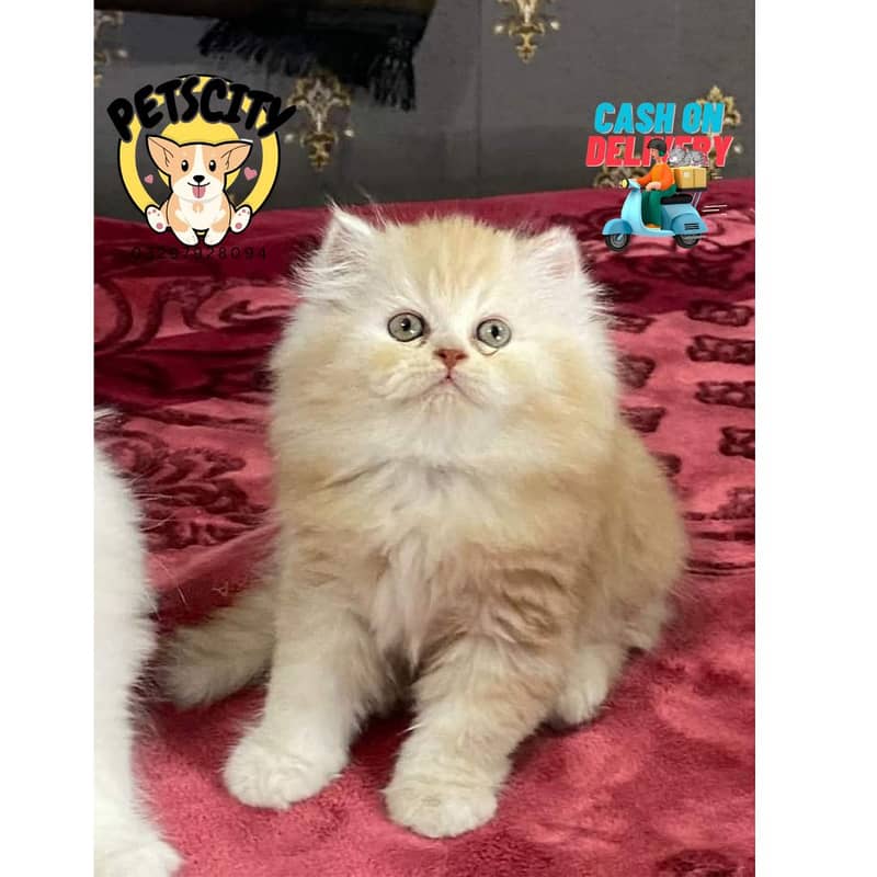 pure persian HIGH QUALITY triple coasted punch face fawn kittens[COD] 1