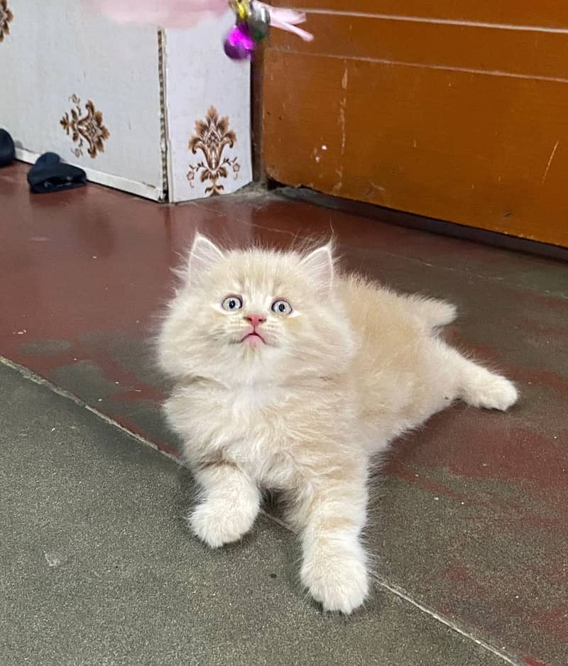 pure persian HIGH QUALITY triple coasted punch face fawn kittens[COD] 3