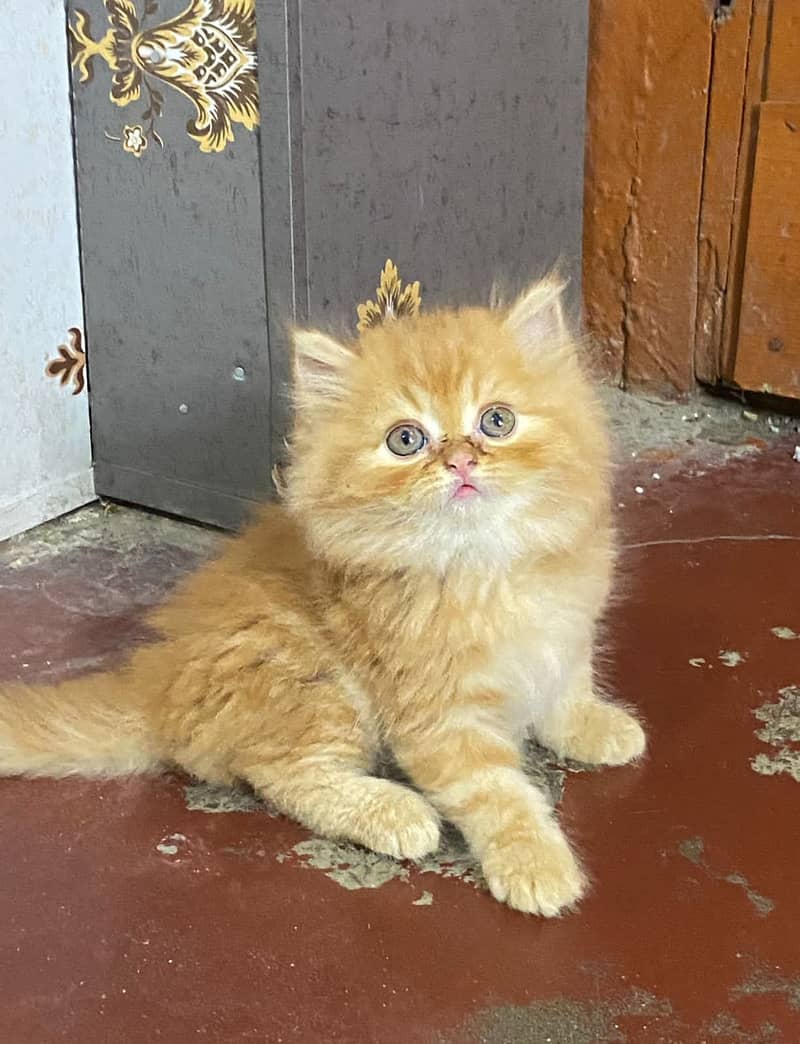 pure persian HIGH QUALITY triple coasted punch face fawn kittens[COD] 5