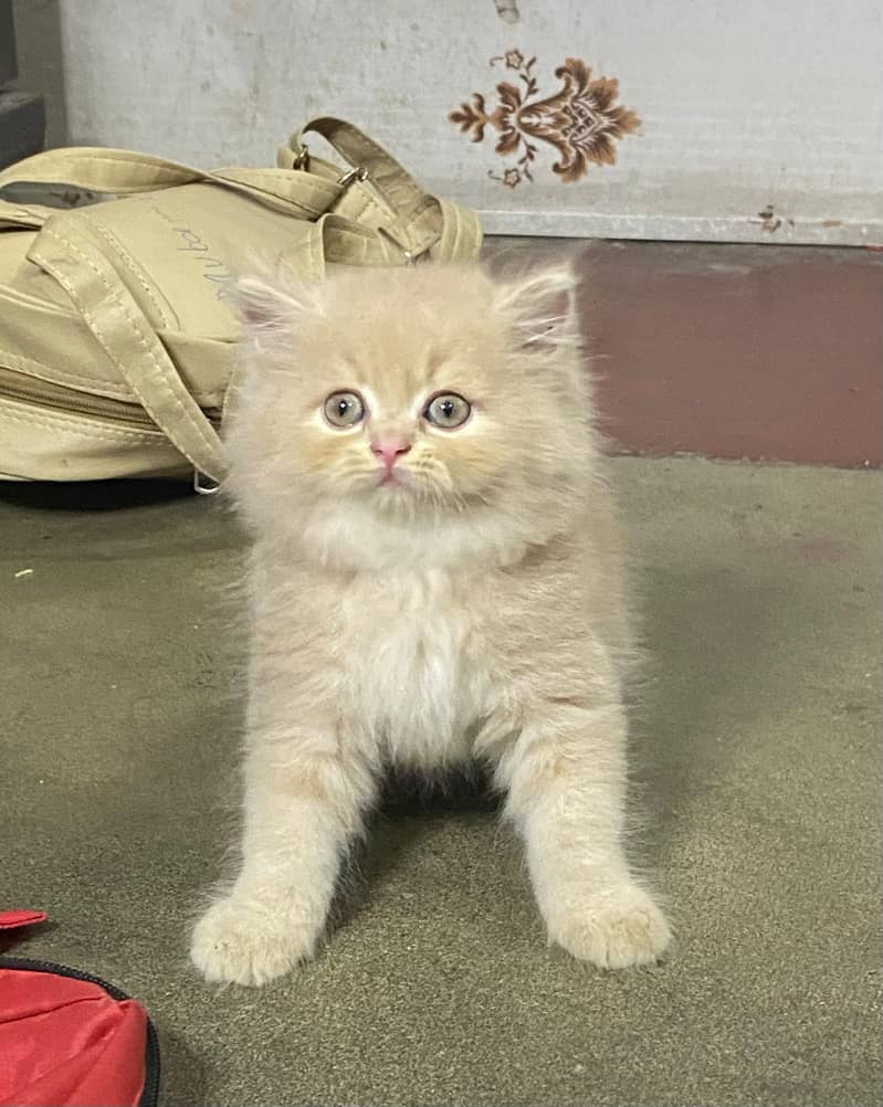 pure persian HIGH QUALITY triple coasted punch face fawn kittens[COD] 6