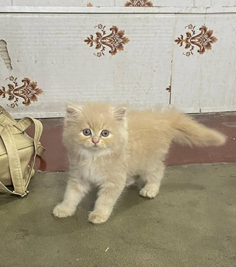 pure persian HIGH QUALITY triple coasted punch face fawn kittens[COD] 7