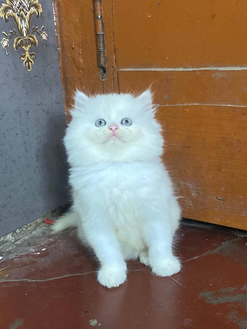 pure persian HIGH QUALITY triple coasted punch face fawn kittens[COD] 10