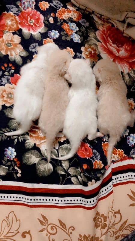 Persian cats babis available 0