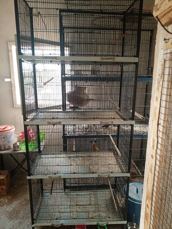 grey or ringneck  folding  cage for sale 2 0