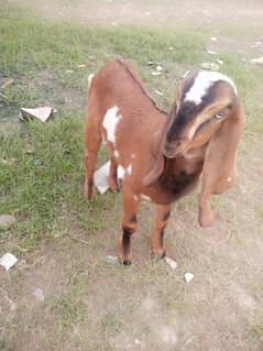 bakra  for sale  call 03018849331