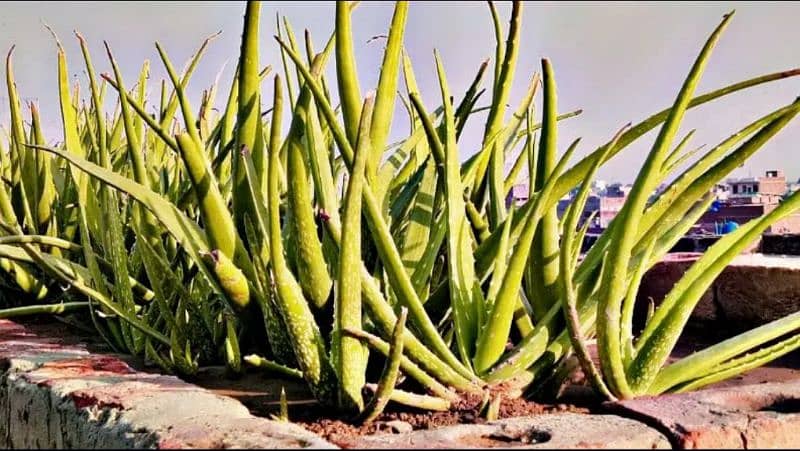 Fresh Aloe Vera For Growing & Cosmetic Use. 2