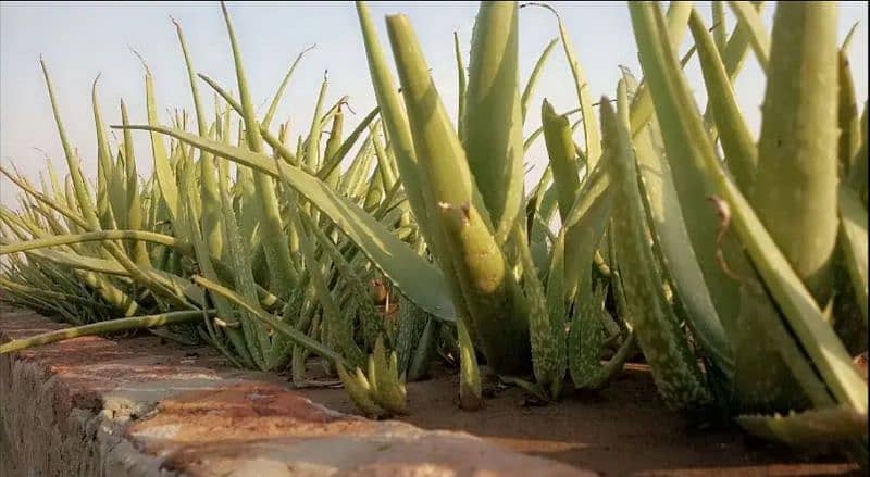 Fresh Aloe Vera For Growing & Cosmetic Use. 7