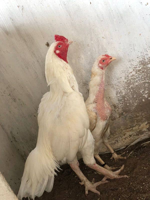 Top quality aseel chicks & breeders 6