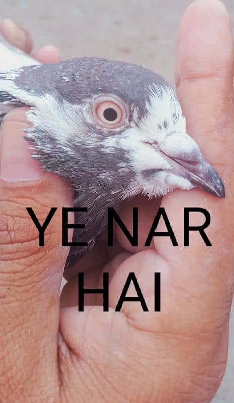 Al pigeon sale Karne ha 2500 ka 1 pair hai jisne Lene hai rabta ker le 1