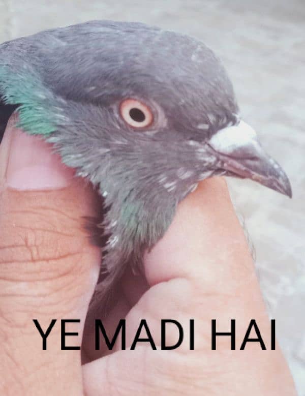 Al pigeon sale Karne ha 2500 ka 1 pair hai jisne Lene hai rabta ker le 2