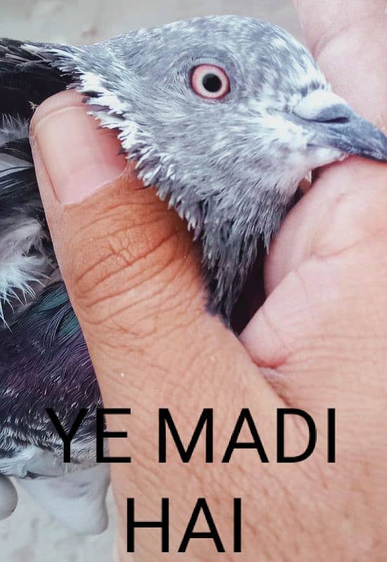 Al pigeon sale Karne ha 2500 ka 1 pair hai jisne Lene hai rabta ker le 3