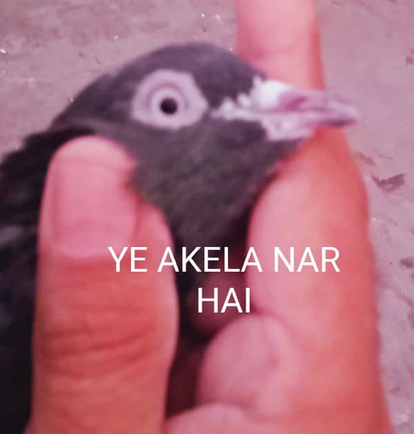 Al pigeon sale Karne ha 2500 ka 1 pair hai jisne Lene hai rabta ker le 6