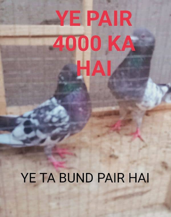 Al pigeon sale Karne ha 2500 ka 1 pair hai jisne Lene hai rabta ker le 8