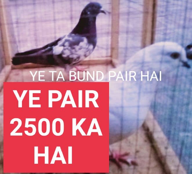 Al pigeon sale Karne ha 2500 ka 1 pair hai jisne Lene hai rabta ker le 10