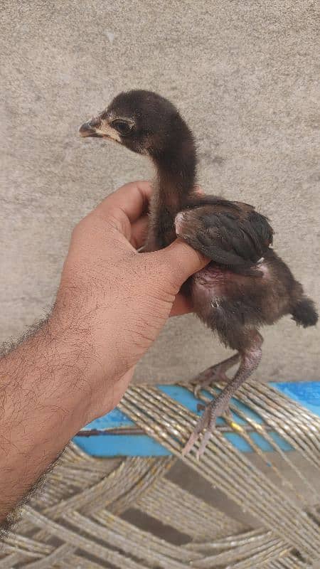 thai pakoya chicks black eyes 0