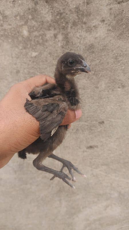 thai pakoya chicks black eyes 1